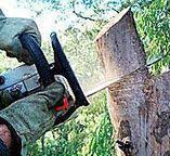 Best Tree Preservation Services  in Cold Spring Harbor, NY