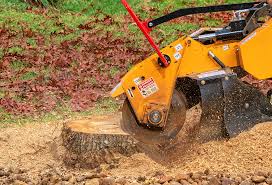Best Tree Disease Treatment  in Cold Spring Harbor, NY