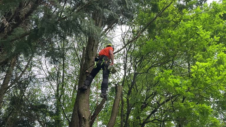  Cold Spring Harbor, NY Tree Removal Pros