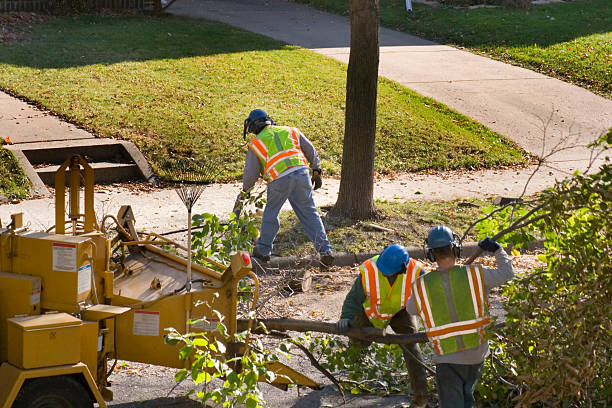 Best Tree Cabling and Bracing  in Cold Spring Harbor, NY