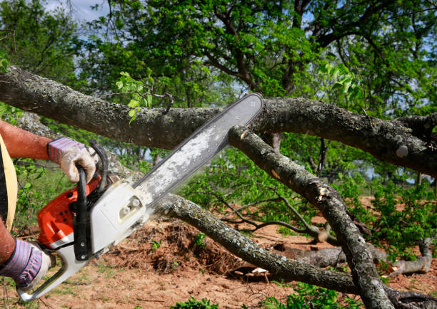 Best Lawn Pest Prevention  in Cold Spring Harbor, NY